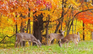 Deer Painting - deer under red leaves